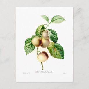 Plum Postcard