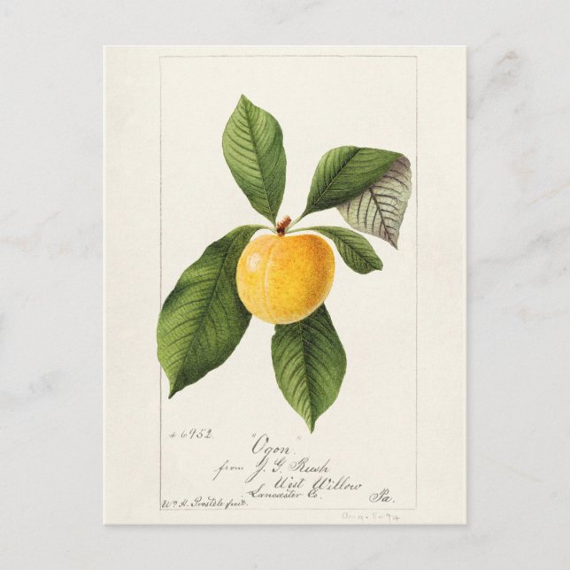 Plum (Prunus Domestica) Fruit Watercolor Painting Postcard (Front)