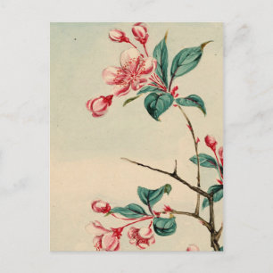 Plum tree blossoms 2012 Calendar Postcard