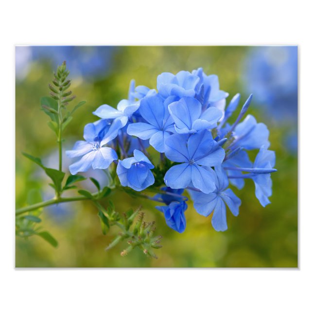 Plumbago - Blue Summer Flowers Floral Photography Photo Print (Front)