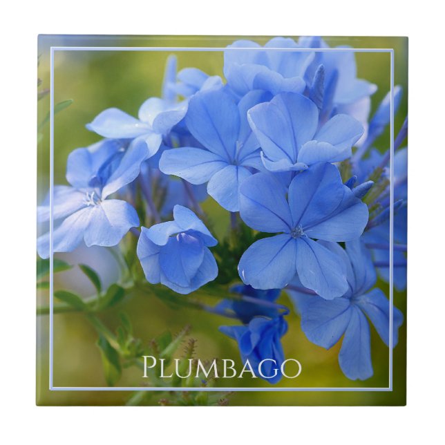 Plumbago - Blue Summer Flowers Nature Photography Ceramic Tile (Front)