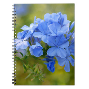 Plumbago - Blue Summer Flowers Picture Notebook