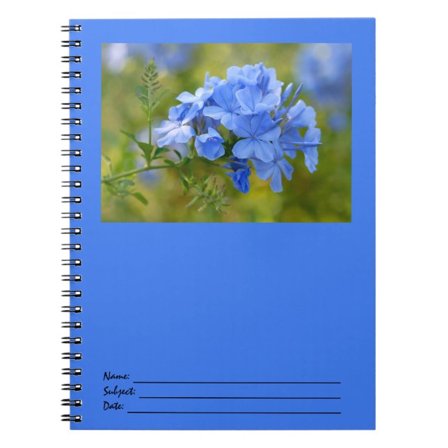 Plumbago - Blue Summer Flowers Picture Notebook (Front)