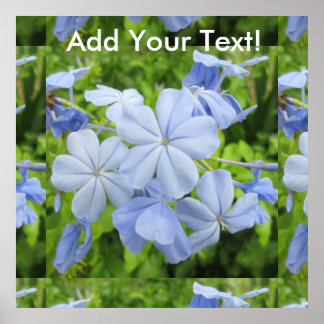 Plumbago Flower Blue Poster