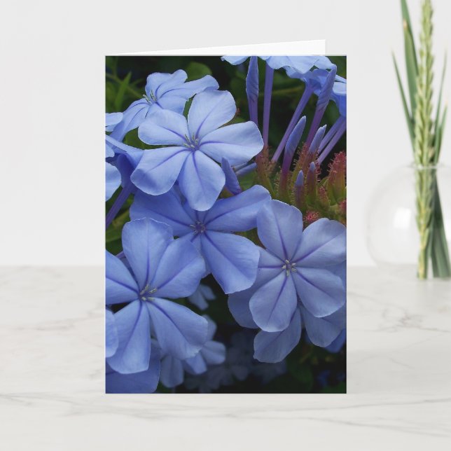 Plumbago Thank You Card (Front)