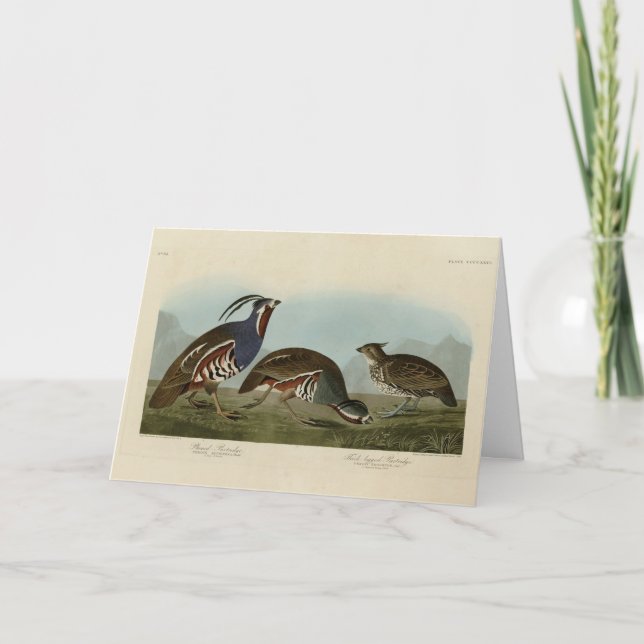 Plumed & Thick-legged Partridges - Audubon's Birds Card (Front)