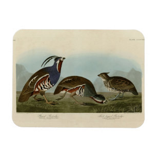 Plumed & Thick-legged Partridges - Audubon's Birds Magnet