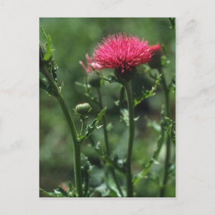 Plumed Thistle (Cirsium Japonicom) flowers Postcard