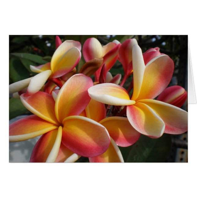 plumeria (Front Horizontal)