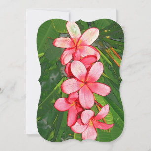 Plumeria