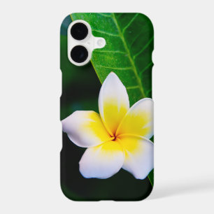 plumeria