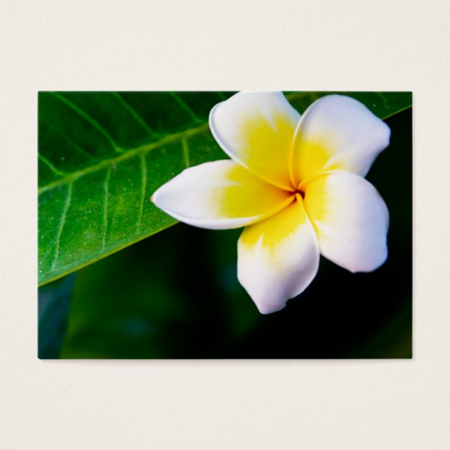Plumeria (Front)