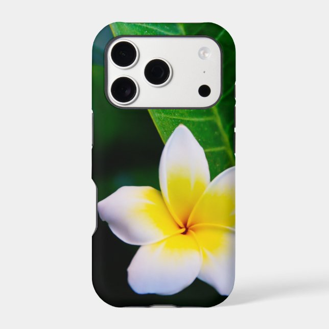 plumeria (Back)