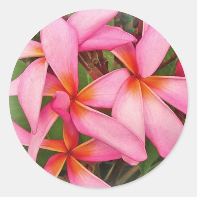 Plumeria - Ace Neon Pink Sticker (Front)