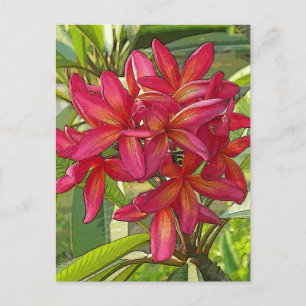 Plumeria - Artistic Design on Postcard