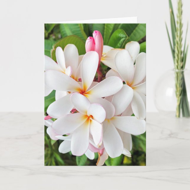 Plumeria Blossoms Card (Front)