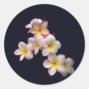 Plumeria blossoms on dark blue classic round sticker