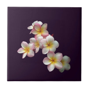 Plumeria blossoms on dark purple ceramic tile