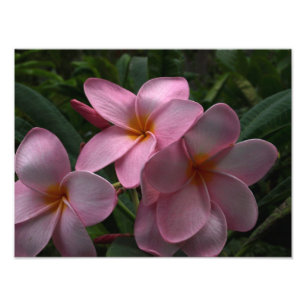 Plumeria blossoms photo print