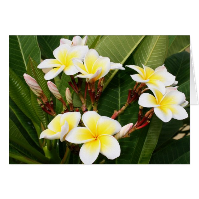 Plumeria Bouquet (Front Horizontal)