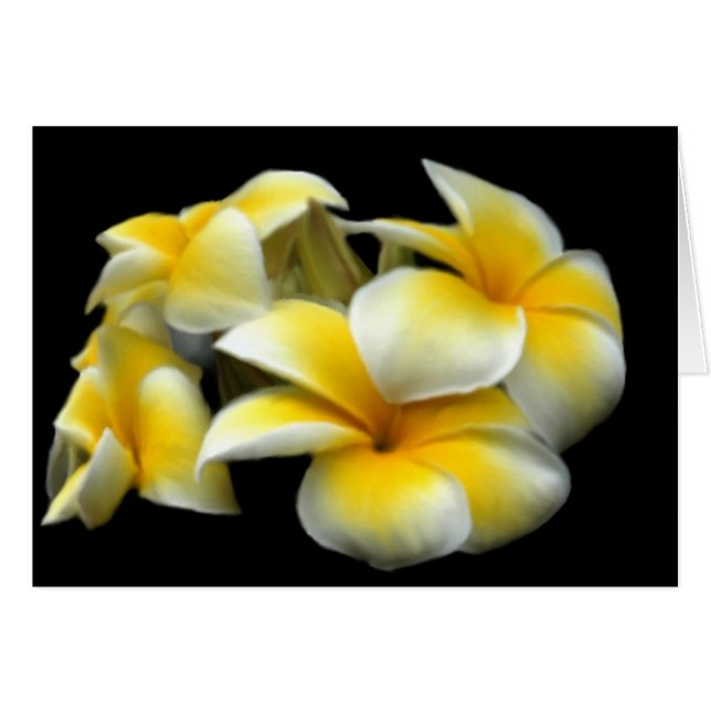 Plumeria Card (Front Horizontal)