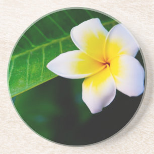 Plumeria Coaster
