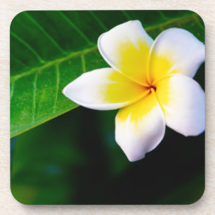 Plumeria Coaster