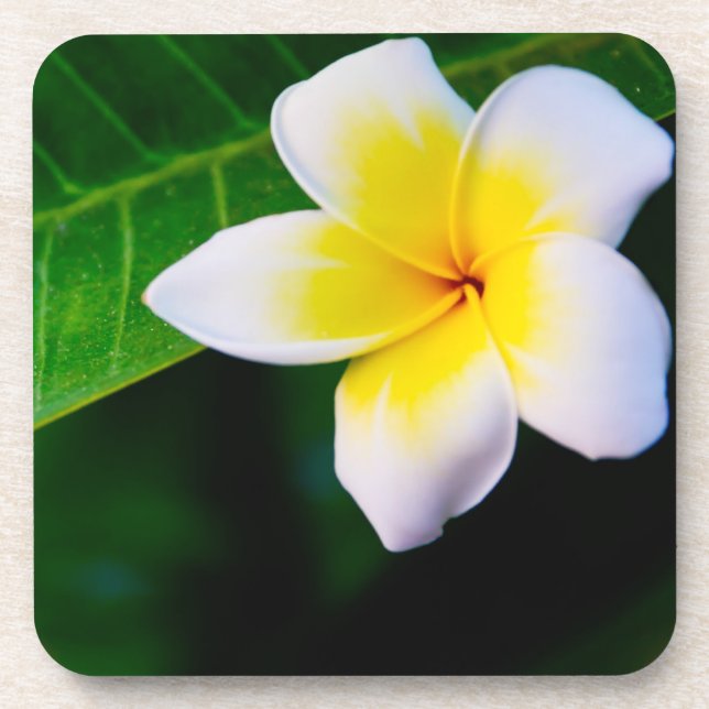 Plumeria Coaster (Front)