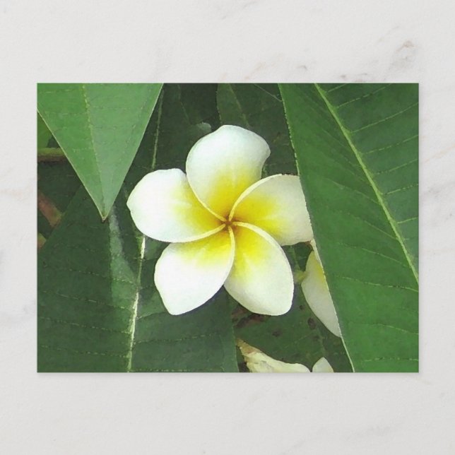 Plumeria Extreme Postcard (Front)