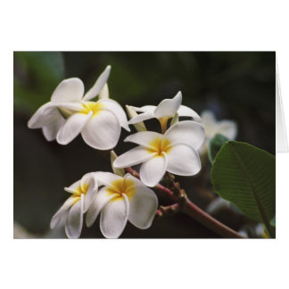 Plumeria Flower