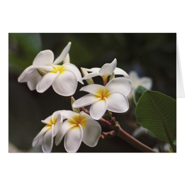 Plumeria Flower (Front Horizontal)