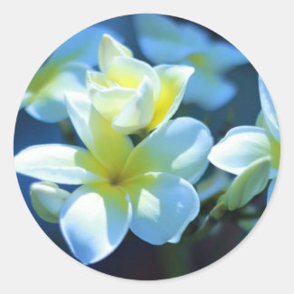 plumeria flower classic round sticker