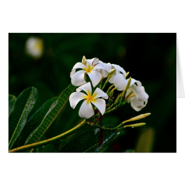Plumeria Flower, Maui (Front Horizontal)
