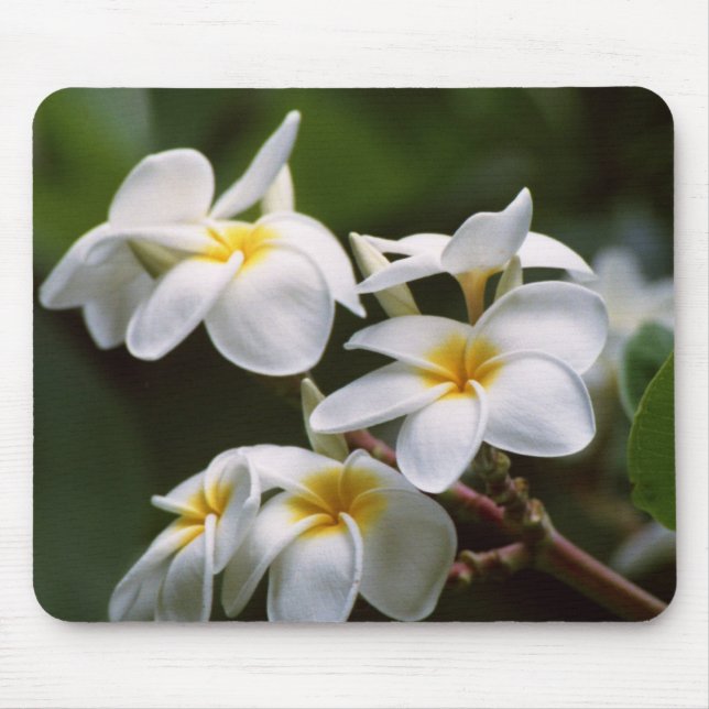 Plumeria Flower Mouse Pad (Front)