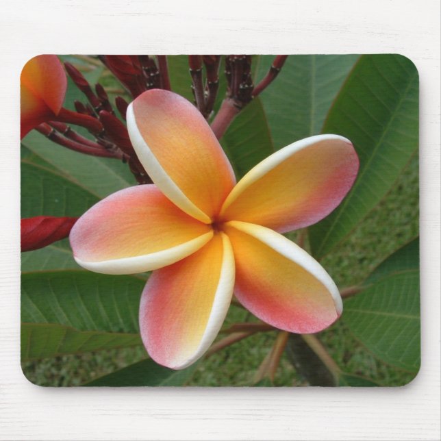 Plumeria Flower Oahu Hawaii Mouse Pad (Front)
