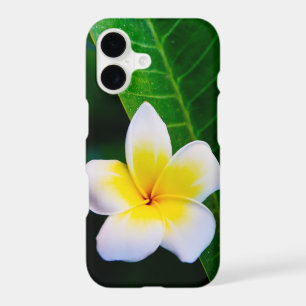 Plumeria Flower Photography