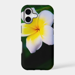 Plumeria Flower Photography