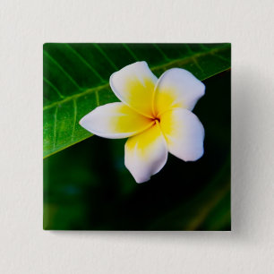 Plumeria Flower Photography 15 Cm Square Badge
