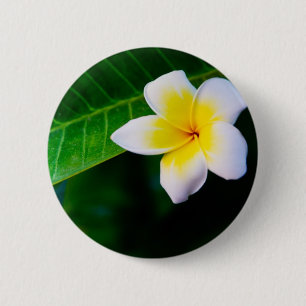 Plumeria Flower Photography 6 Cm Round Badge