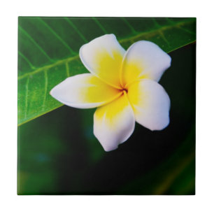 Plumeria Flower Photography Ceramic Tile