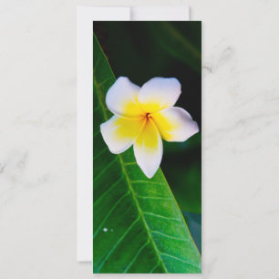 Plumeria Flower Photography Invitation