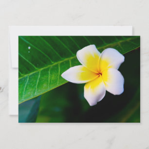 Plumeria Flower Photography Invitation
