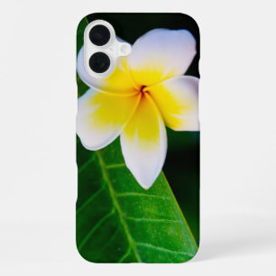 Plumeria Flower Photography iPhone 16 Plus Case