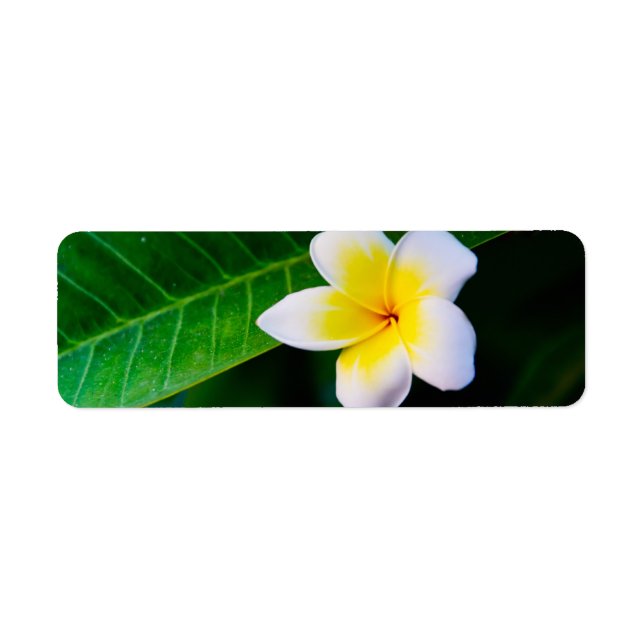 Plumeria Flower Photography Return Address Label (Front)