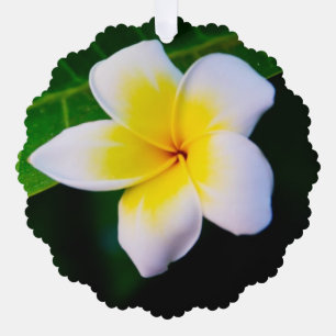 Plumeria Flower Photography Tree Decoration Card