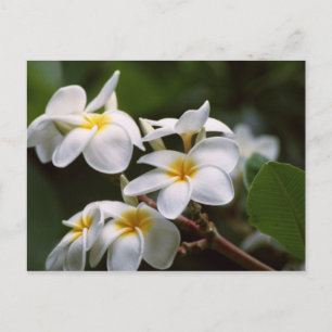 Plumeria Flower Postcard