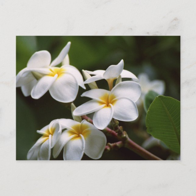 Plumeria Flower Postcard (Front)