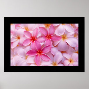 Plumeria Flower Poster