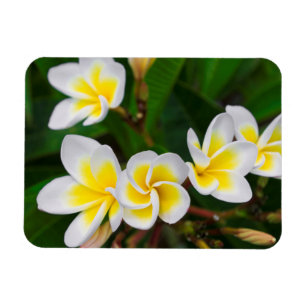Plumeria flowers close-up, Hawaii Magnet