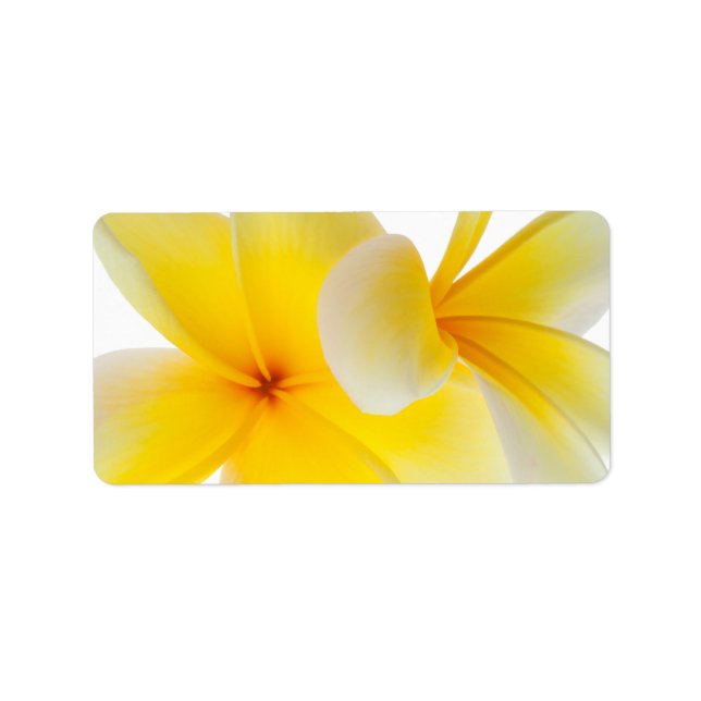 Plumeria Flowers Hawaiian White Yellow Frangipani Label (Front)
